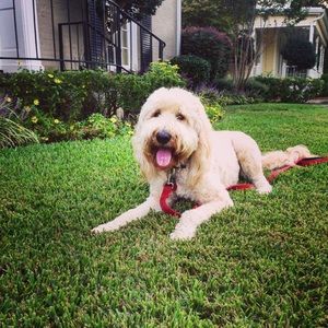 Meet your Posher, Ellie